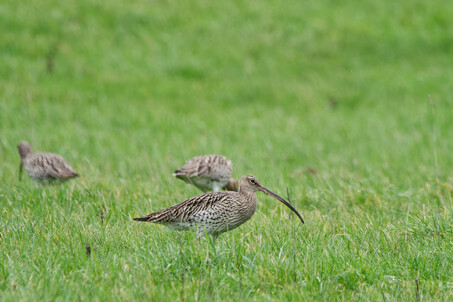 Thumbnail of Curlew